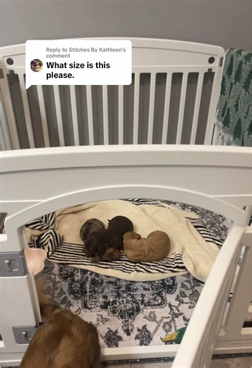 Replying to @Stitches By Kathleen the size is perfect! 35 inches x 23.5 inches tall! I would recommend this more for smaller dogs or dogs who are already crate trained who won’t try and jump out! #dogparent #dogplaypen #puppyessentials #petplaypen