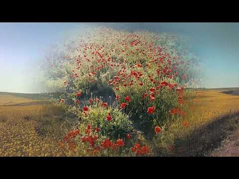 Piano Romantic Instrumental - Soft Beautiful Background Music | No Copyright Royalty Free Music