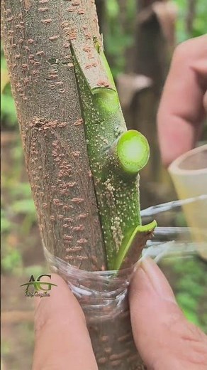 Grafting fruit trees using the side grafting technique #grafting #graftingtechniques #gardening