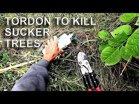 Using Tordon on the Re-Sprouting Trees in Bigfoot Prairie