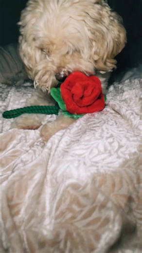 my fur baby #furbaby #furbabylove 🥀🥀🌹🌹