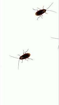 Cockroach Chase for Cats | Screen Fun for Your Feline 🐿️ 🐱 #dogtv #catandmousegame #funnyanimals