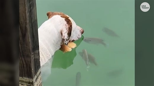 7.7K views · 14 reactions | This pooch could teach some fishermen how to nab a catch! | USA TODAY Video | Facebook