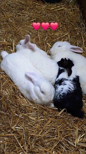 🐰💤 Peaceful Moments of Sleeping Rabbits #rabbit #rabbits #rabbitlife #rabbitfarming