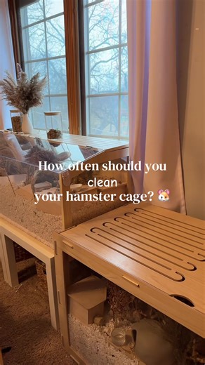Essential Hamster Cage Cleaning Schedule