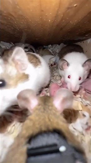 I put a camera on my mouse, look what it found 😲. #viral #fyp