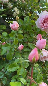 Lovely climbing rose blooms last year, The Generous Gardener #roses #gardeninspiration #davidaustinroses #flowerlovers | J Aime Richard