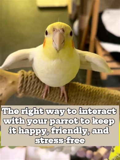 Effective Parrot Interaction Tips for a Happy Pet