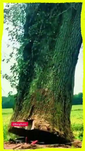 Perfect Tree Cutting | Clean, Safe, and Precise Technique 🌲