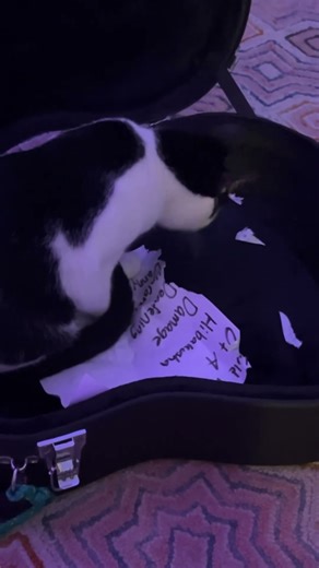 “My dog ate my homework.” Ok..my cat ate my setlist😹 #catshorts #cat #cutecat #cutepet #catvideos