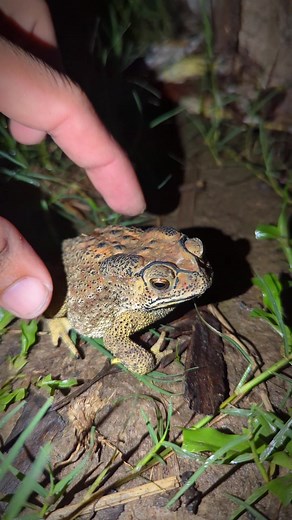 Boing boing the TOAD catch frogs funny | funny toad | funny frog | funny froggy | Tep longheng funny #catchfrog #teplonghengfunny #laugh #funny #viral #fyp #funnytoad #frog #toad #froggy #meme