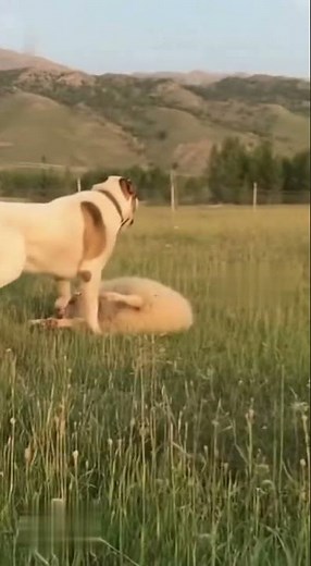 Kangal saved sheep from attack!😲