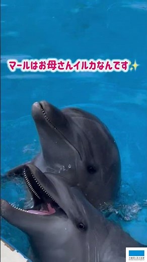バンドウイルカのマール🐬