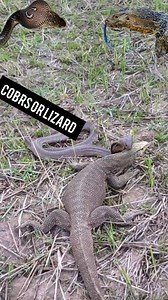 4.3K views · 41 reactions | Animals HD on Reels | Facebook