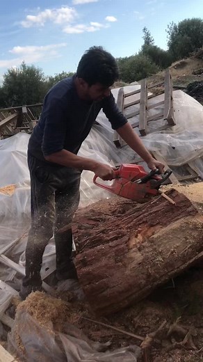 Cutting Thick Logs with a Red Chainsaw in Nature