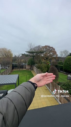 Eager Macaw Enjoying Free Flight in Stunning Natural Scenes