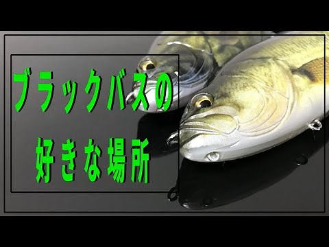 Let's understand the ecology and habits of black bass and raise the hit rate