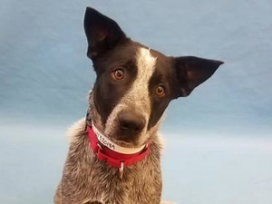 17K views · 81 reactions | Blue, one of our Cattle Dogs, had his...