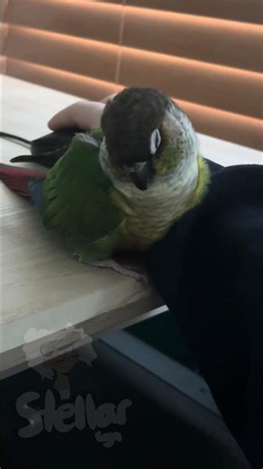 sleepy borb :3 | #birds #cute #roblox