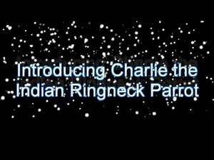 Indian Ringneck Parrot Charlie, Cruisers brother talking CC