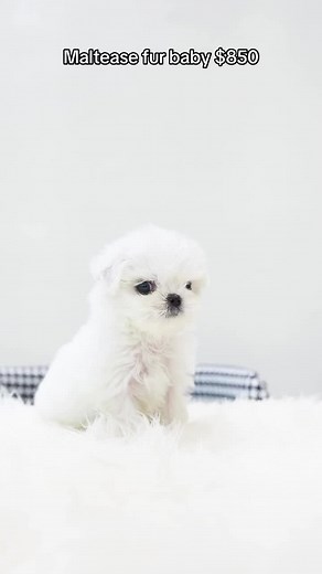 mini_teacup_puppies on TikTok