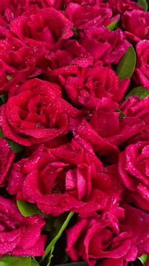 Pre-Order Roses for Valentine's Day in Lahore