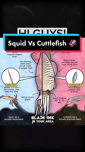 Squid vs Cuttlefish: Understanding the Key Differences