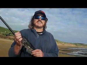 Blue Cod off a Beach in Southland can it be done?