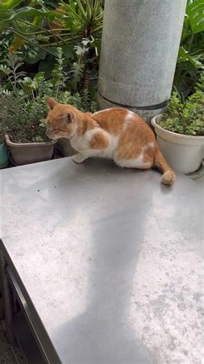 Cathouse#cuteanimals