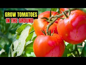 How To Plant Tomatoes In The Ground?