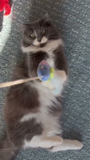 Animal adoption success stories