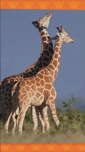 GIRAFAS e suas CURIOSIDADES 🦒Animais da SAVANA 🦒 Animazoo Kids