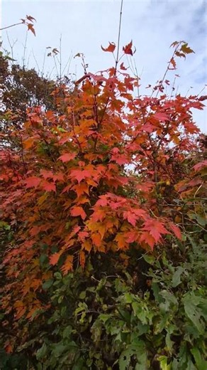 260925#50대아줌마등반 #부부등반 #가리왕산#추석연휴#딸과함께첫워킹