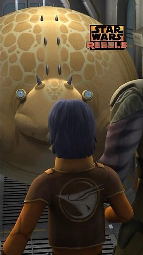 Lando Calrissian's puffer pig on the loose 🐷