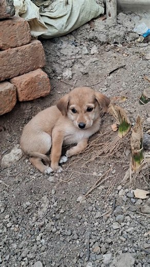 dog log cartoon 4k video #dog #log #shorts