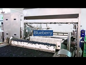 Automated Blueberry Packhouse