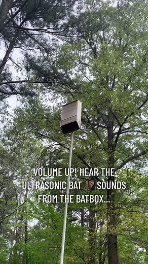 Check out this awesome bat box on a pole in Arkansas! 🦇 Designed to attract bats that help control bugs and flyers. Listen closely—you can hear the bat sounds! #BatBox #NatureLovers #Arkansas #Bat #BatHouse #wildlife