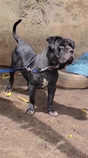 siza dogs kennel (@sizakennel)’s videos with original sound - siza dogs kennel