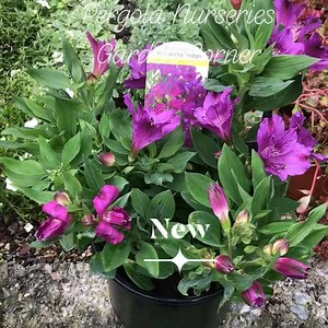 55 reactions | New ! INDIGO PRINCESS LILIES ideal in pots and beds for months of colour ! Pergola Nurseries Garden Corner,Virginia Open Mon-Sat 9-6 Sun2-6 A gardeners oasis of quality plants | Pergola Nurseries Garden Corner | Facebook