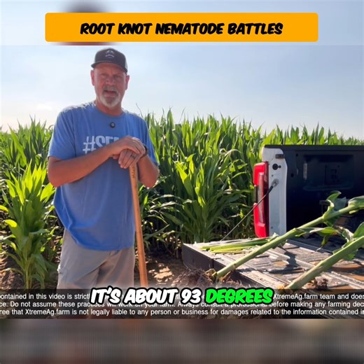Matt Miles checks roots in a tough corn field—early signs show deeper roots and healthier stalks where nematodes were treated. Worth watching the full video here 👉 https://www.xtremeag.farm/root-knot-averland #RootKnot #CornTrial #XtremeAg Vive Crop Protection | XtremeAg.farm