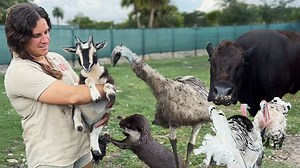 We got to visit our friend Blake and interact with his animal farm🤩 This was such an amazing and unique experience getting to feed animals that aren't reptiles😁 It's wild to see these different animals up close and see how they interact in a different environment🤯 . . . #animal #farm #cool #farmanimals #explore #exploring #wildlife #cool #amazing #video #fun #catching #video #moments #fbpost #animals #animallovers #life #wild #AmaZing #video #moment #facebook #fb #post #chickens #cow #otter #
