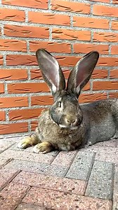 6.3K views · 101 reactions | Giant German Rabbit | Coelho Gigante Dois irmãos | Facebook