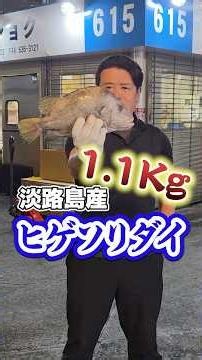 [Luxury Fish] Trying Higesori-dai (Bearded Sea Bream)