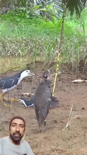 Watch how a dove is hunting birds with a rope and string#birds #viral #ytshots