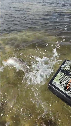 Sight Fishing Inshore Redfish: 7'6" Medium Heavy Fenwick World Class #fenwickfishing #redfish #fish