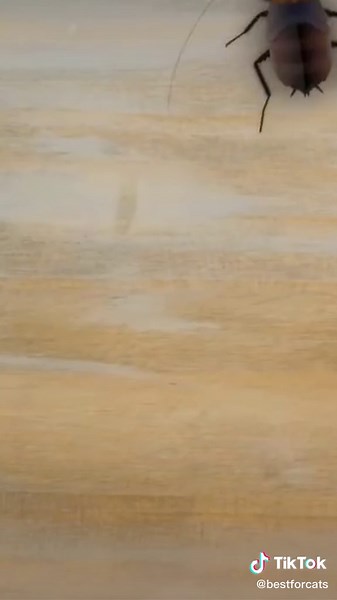 Interactive Cat Games with Bug Videos for Entertainment