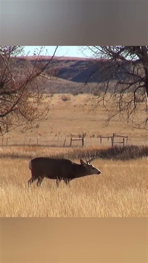 🦌 BIG DEER HUNTING ADVENTURE 2026 | Massive Buck in the Wild!#deerhunting #deerseason #bucks