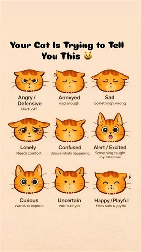 Palmtreefinds | Your cat speaks with their face 😺 Learning these expressions can help you understand what they’re feeling — and when to give space or extra... | Instagram