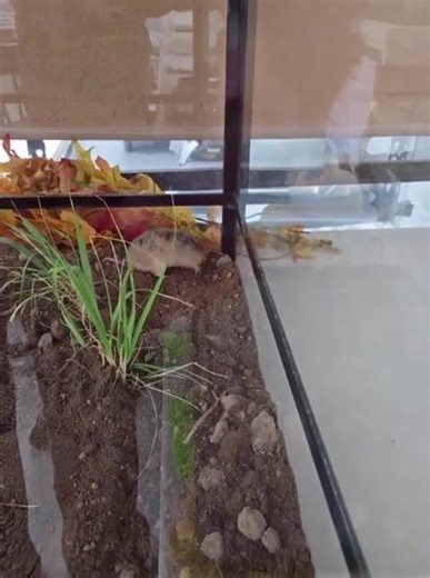 Patient of the Week 4 10 2026 Pocket Gopher Release