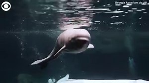 6.8K views · 175 reactions | BABY BELUGA: Whisper the beluga whale gave birth to a 174-pound calf, measuring 5 feet 4 inches in length on May 17. The Georgia Aquarium released video of the two and said they are resting and bonding while the staff monitors them 24-7. bit.ly/2X1ojCn?utm_medium=social&utm_source=facebook_WKRG | WKRG | Facebook